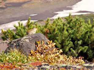 Картинка животные суслики сурки