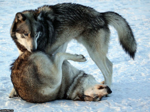 Картинка животные волки