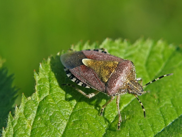 Обои картинки фото arnold, какой, то, клоп, вероятно, садовый, вредитель, животные, насекомые