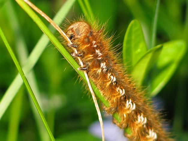 Обои картинки фото arnold, на, солнышке, животные, гусеницы