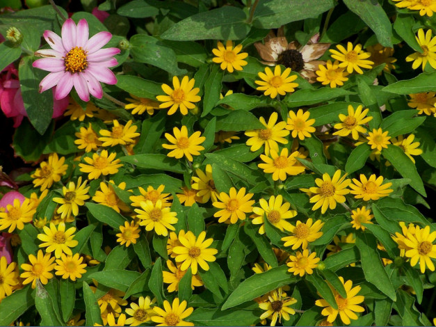 Обои картинки фото цветы, разные, вместе