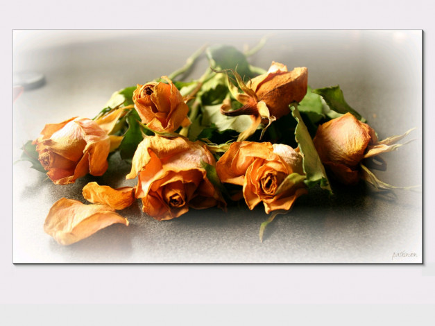 Обои картинки фото цветы, розы