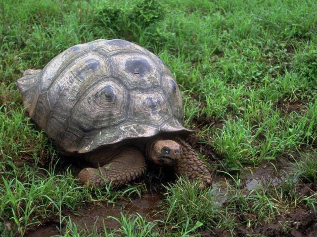 Обои картинки фото животные, Черепахи