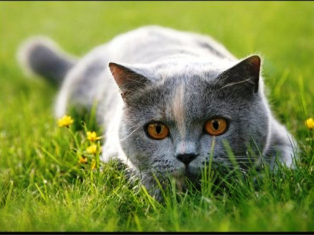 Обои картинки фото животные, коты