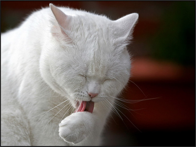 Обои картинки фото животные, коты