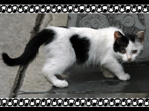 Обои картинки фото животные, коты