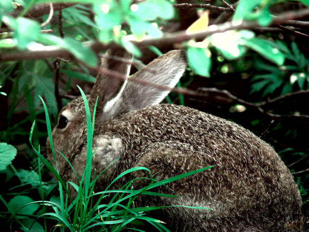 Обои картинки фото животные, кролики, зайцы