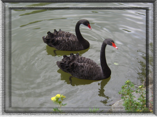 Обои картинки фото животные, лебеди