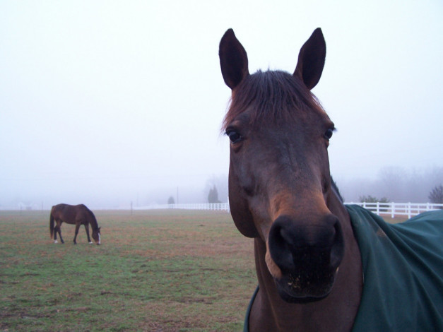 Обои картинки фото животные, лошади