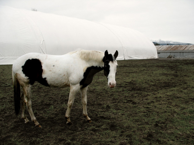 Обои картинки фото животные, лошади