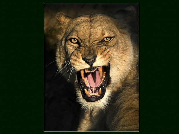 Обои картинки фото животные, львы