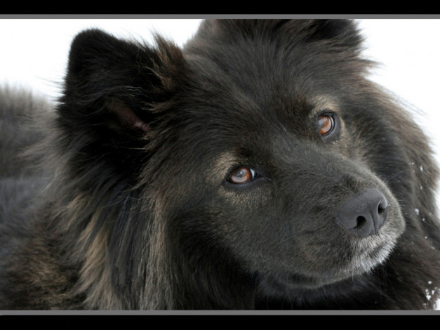 Обои картинки фото животные, собаки