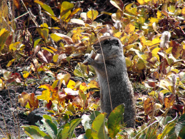 Обои картинки фото животные, суслики, сурки