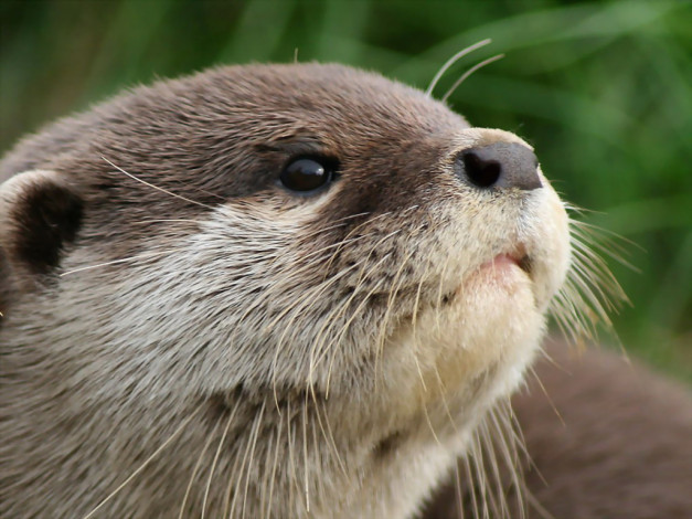 Обои картинки фото животные, выдры, каланы, ондатры