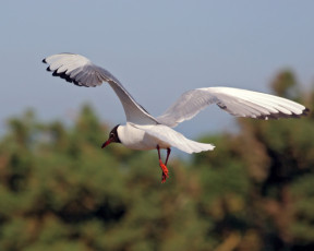 Картинка животные Чайки бакланы крачки