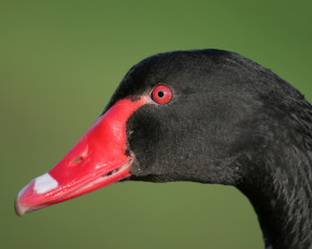 Картинка животные гуси