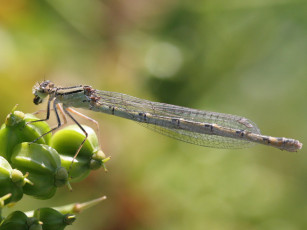 Картинка животные стрекозы