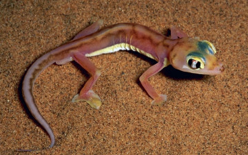 Картинка животные Ящерицы игуаны вараны