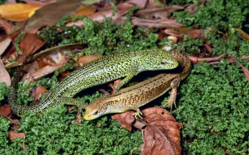 Картинка животные Ящерицы игуаны вараны