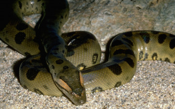 Картинка животные змеи питоны кобры