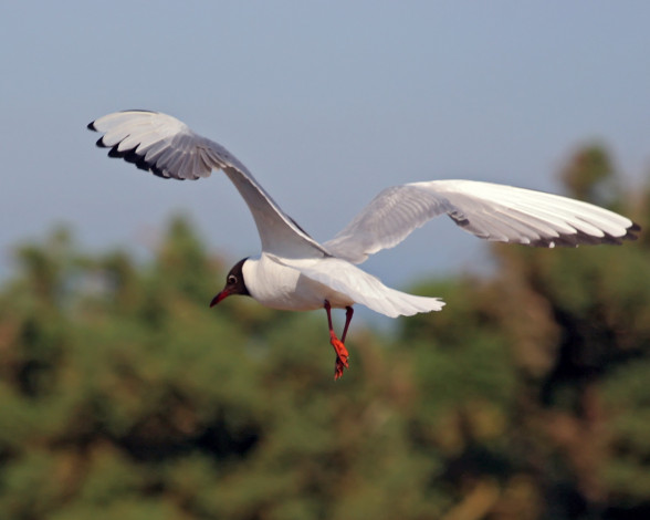 Обои картинки фото животные, Чайки, бакланы, крачки