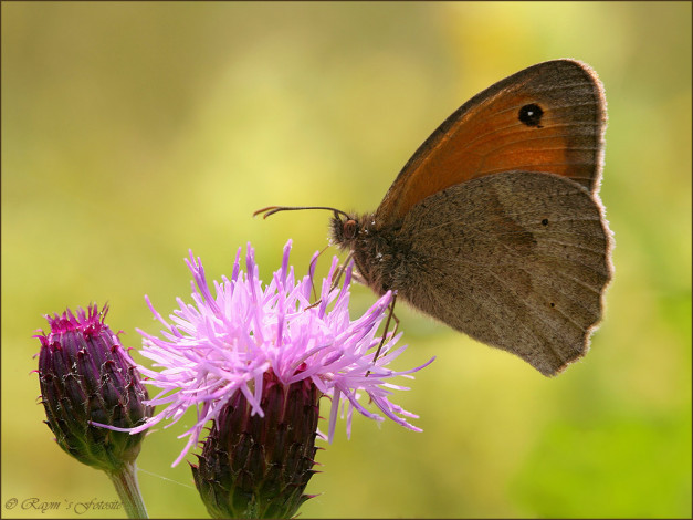 Обои картинки фото животные, бабочки