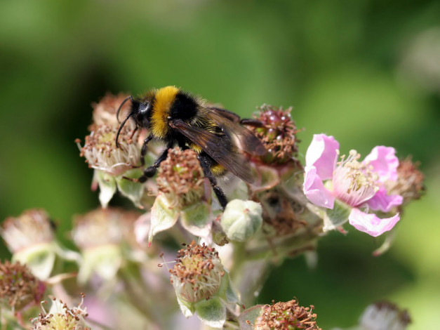 Обои картинки фото животные, пчелы, осы, шмели