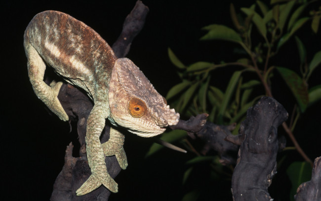 Обои картинки фото животные, хамелеоны