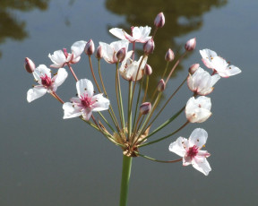 Картинка цветы