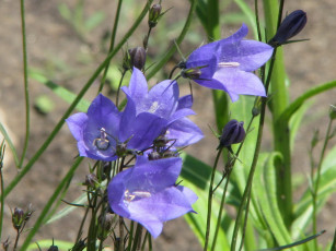 Картинка цветы колокольчики