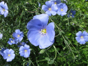 Картинка цветы луговые полевые