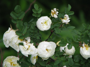 Картинка цветы шиповник