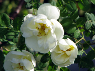 Картинка цветы шиповник