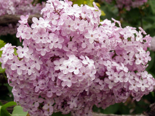 Картинка цветы сирень