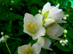 Картинка цветы жасмин