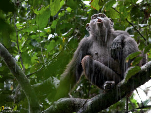 Картинка животные обезьяны