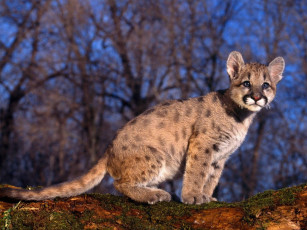 Картинка животные пумы