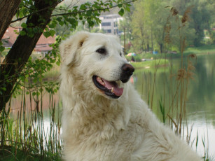 Картинка животные собаки