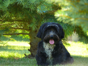 Картинка животные собаки