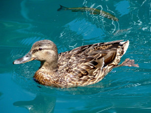 Картинка животные утки