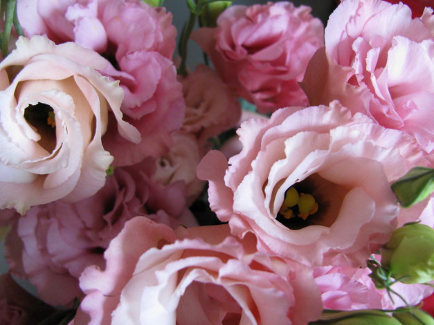 Обои картинки фото цветы, эустома