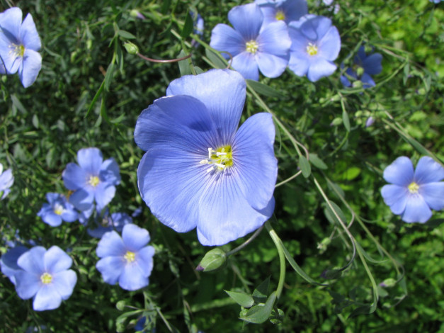 Обои картинки фото цветы, луговые, полевые