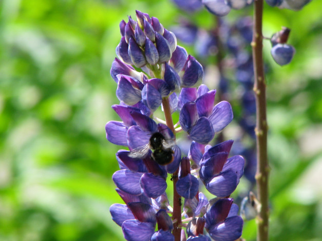 Обои картинки фото цветы, люпин