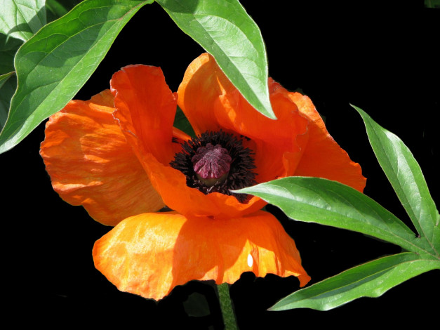 Обои картинки фото цветы, маки