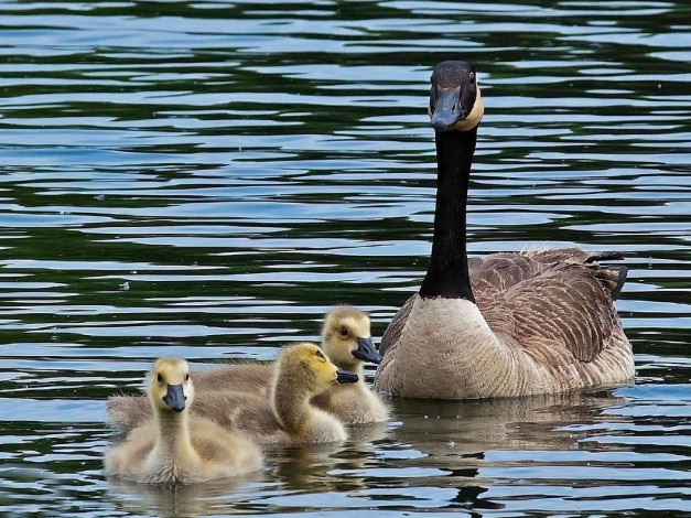 Обои картинки фото животные, гуси