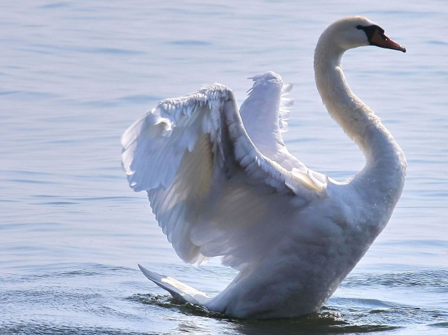 Обои картинки фото животные, лебеди