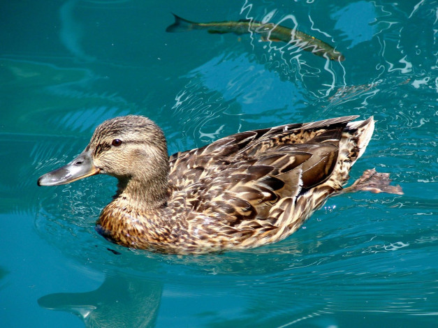 Обои картинки фото животные, утки