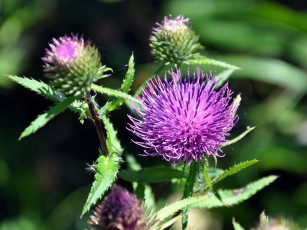 Картинка автор виктор алеветдинов цветы Чертополох репейник