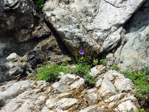 Картинка автор виктор алеветдинов цветы луговые полевые