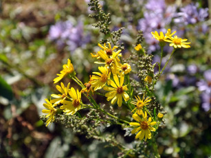 Картинка автор виктор алеветдинов цветы луговые полевые
